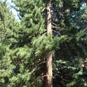 Sciadopitys verticillata